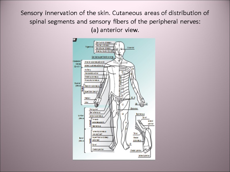 Sensory innervation of the skin. Cutaneous areas of distribution of spinal segments and sensory